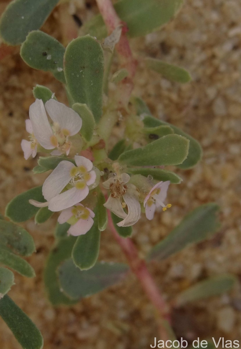 Euphorbia rosea Retz.